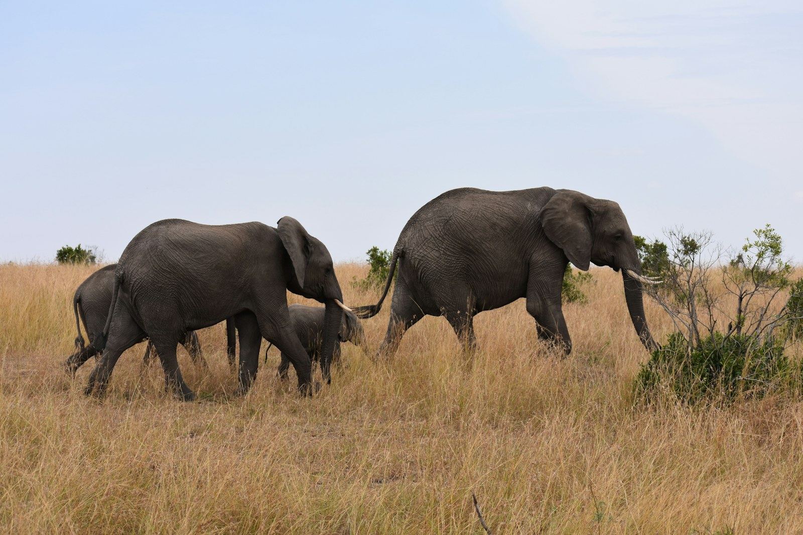 Elephant family in a savannah landscape