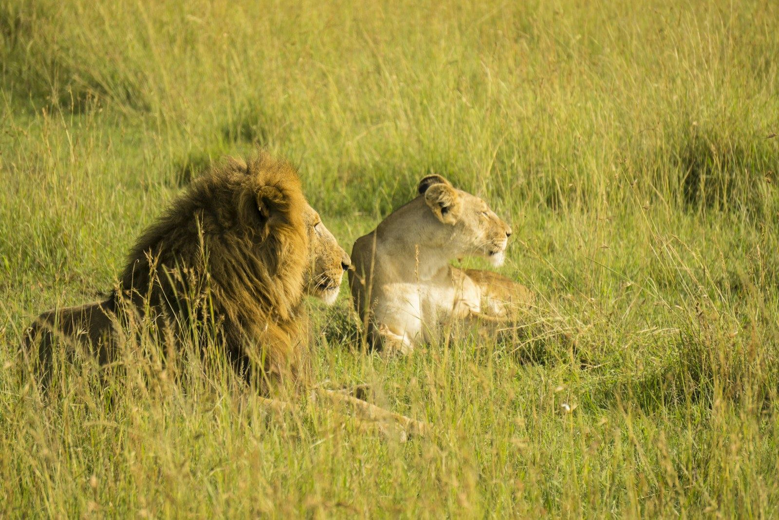Lions resting in the savannah
