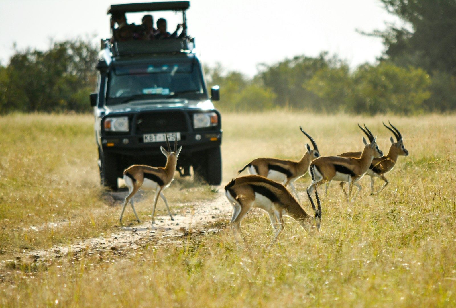 Safari vehicle observing wildlife in the savannah