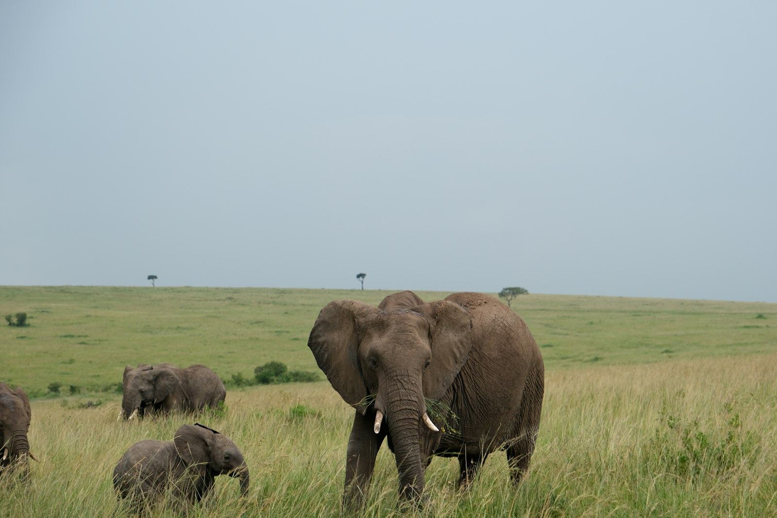 Elephants grazing on the East African savannah